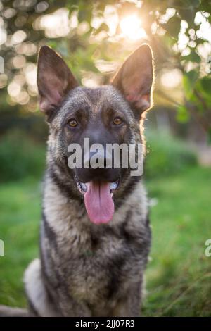 German Shepherd Dog (Alsatian) Stock Photo