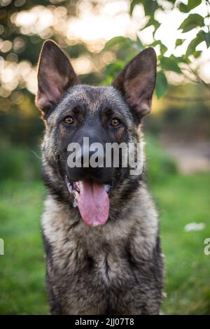 German Shepherd Dog (Alsatian) Stock Photo
