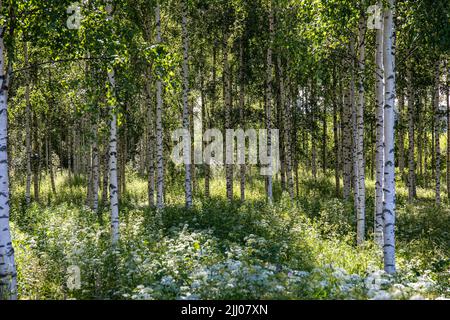 Young birch forest in Orivesi, Finland Stock Photo