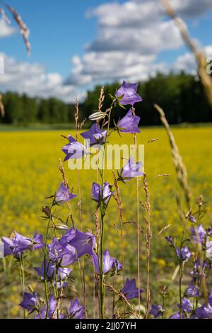 Campanula rapunculoides, also known as creeping bellflower or rampion bellflower, growing on the roadside in Orivesi, Finland Stock Photo