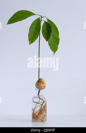 Avocado stone, seed, growing in water. Sustainable living, sustainable lifestyle concept Stock Photo