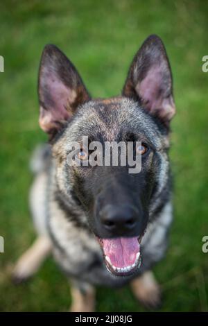 German Shepherd Dog (Alsatian) looking up Stock Photo