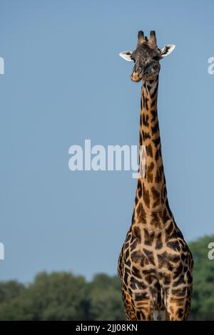 Zambia, South Luangwa National Park. Thornicroft's giraffe, head and neck detail (WILD: Giraffa camelopardalis thornicrofti) endemic to Luangwa. Stock Photo