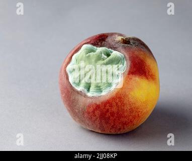 Mold growing on rotting peach. Second of a series of six. Stock Photo