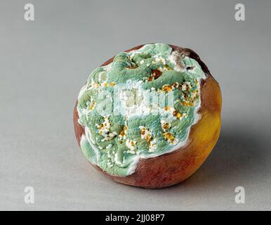 Mold growing on rotting peach. Third in a series of six. Stock Photo