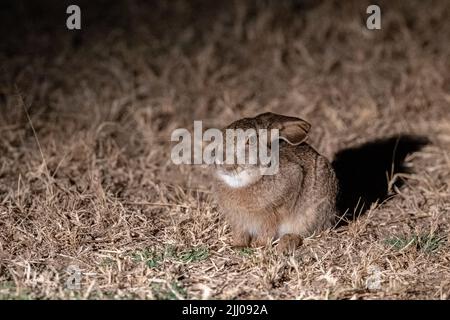 Zambia, South Luangwa National Park. Scrub hare (Lepus saxatilis) at night. Stock Photo