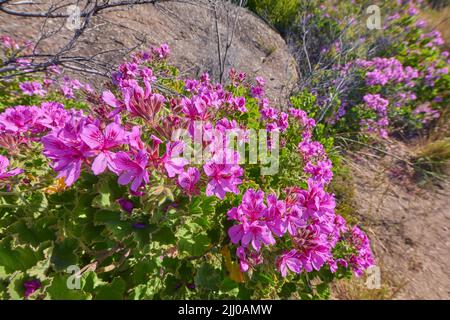 Pink fynbos flowers blossoming on a famous tourism hiking trail on Table Mountain National Park in Cape Town, South Africa. Mesembryanthem plant in a Stock Photo