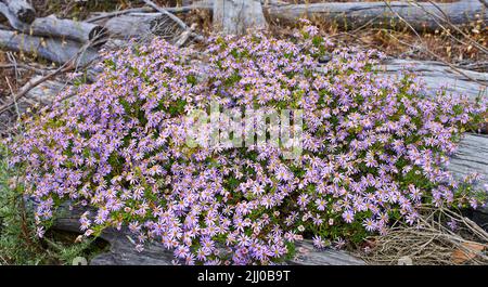 Landscape of pink flora blooming in a flowerbed. Flowers, plants, and trees on a secluded field in South Africa, Western Cape. Aster flowering plants Stock Photo