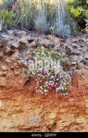 Pink flowers and wild grass growing on mountain side in South Africa. Landscape view of Saponaria ocymoides blooming on dry rocky cliff with bushes Stock Photo