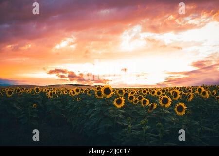 Panorama of Field of blooming sunflowers vibrant background sunset.Purple sunset dramatic skies Stock Photo