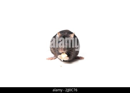 black rat eating cheese facing camera, isolated on white background. rodent animal eating with its paws. animal concept. Stock Photo