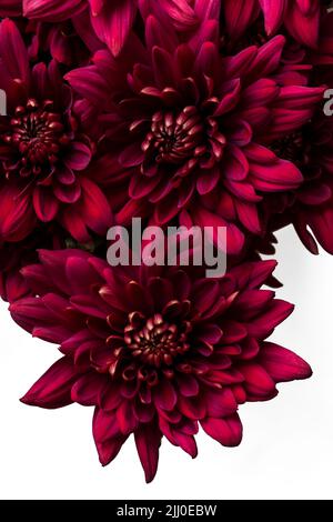 Burgundy chrysanthemum flowers on a white background Stock Photo