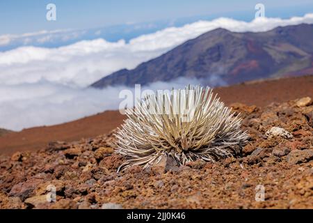 A rare silversword plant, Argyroxiphium sandwicense macrocephalum, at the 10,000 for sumit of Haleakala, Haleakala National Park, Maui's dormant volca Stock Photo