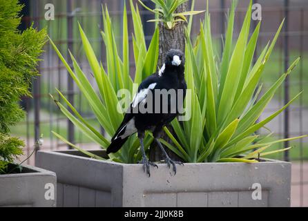 Close-up of an Australian Magpie (Gymnorhina tibicen) in Sydney, NSW, Australia (Photo by Tara Chand Malhotra) Stock Photo