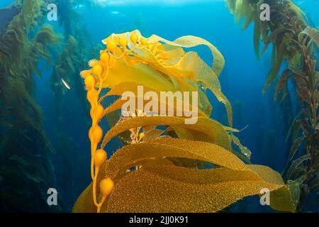Air bladders lift strands of giant kelp, Macrocystis pyrifera, toward the surface off Santa Barbara Island, California, USA. Pacific Ocean. Stock Photo