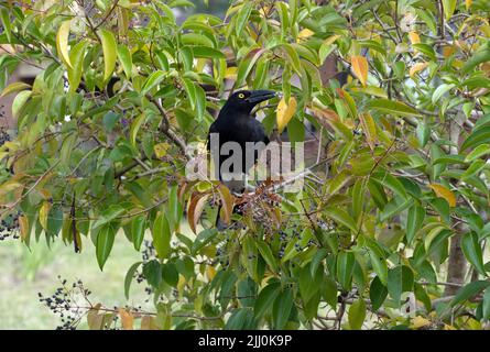 An Australian Pied Currawong (Strepera graculina) eating fruit on a tree in Sydney, NSW, Australia (Photo by Tara Chand Malhotra) Stock Photo