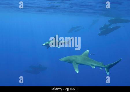 Oceanic whitetip sharks, Carcharhinus longimanus, are frequently seen accompanying short-finned pilot whales, Globicephala macrorhynchus. This combina Stock Photo