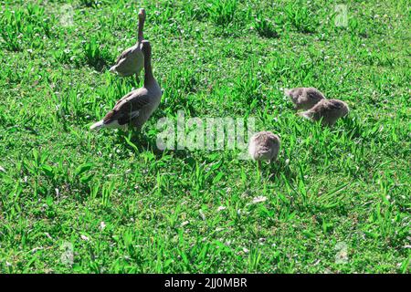 Goose family standing on the grass . Two adult geese and three baby geese Stock Photo