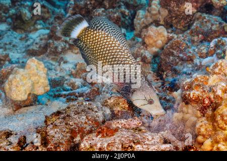 This rockmover wrasse, Novaculichthys taeniourus, is moving a chunk of rubble with its mouth to uncover possible prey underneathe, Hawaii. Stock Photo