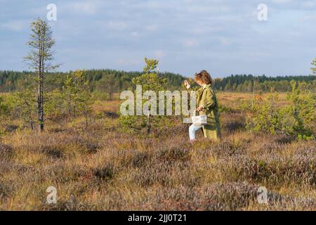 Stylish girl walk on swamp pick cranberries and other seasonal berries having weekend or vacation Stock Photo