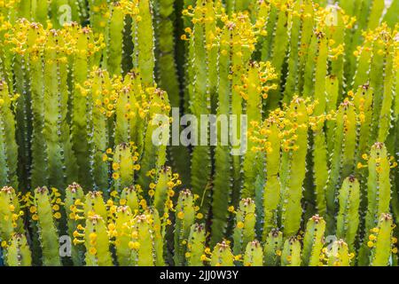 Euphorbia Resinifera African Spurge Cactus Yellow Flowers Desert Botanical Garden Tucson Arizona Cctus native to Morocco Garden created in the 1960s Stock Photo