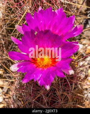 Pink Yellow Blossoms Rainbow Hedgehog Cactus Blooming Macro Echinocereus rigidissimus Sonora Desert Museum Tucson Arizona Stock Photo