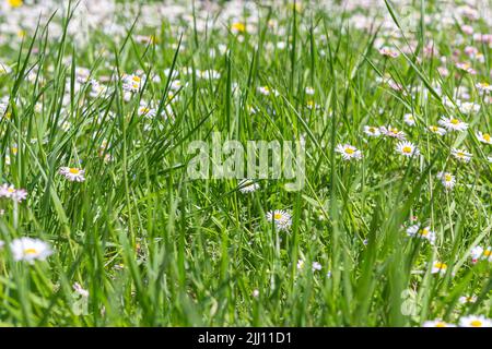 Daisies in meadow in grass, side view, close-up, selective focus. Delightful meadow with daisies on sunny day outdoors, summer. White and pink Bellis Stock Photo