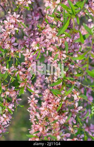 Nature floral background. Pink dwarf Russian almond flowers in spring. Seasonal wallpaper. Blossom tree branch.lovely blossoming branches of almonds Stock Photo