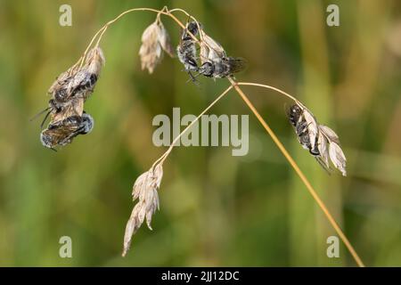 Wildbienen am Grashalm Stock Photo