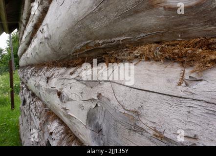 Old wooden wall made of logs. Packed with hemp. Selective focus. Log wall close Stock Photo