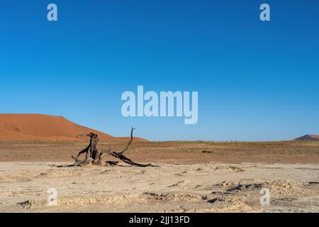 A dead tree in or around the famous Deadvlei.  Tree in foreground with orange/red dune and blue sky in background, plenty of copy space. Stock Photo