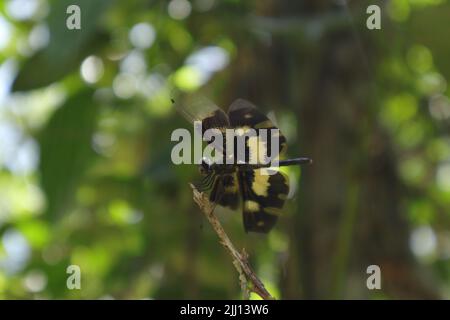 Side view of a Common Picture Wing dragonfly ( variegated Flutterer) sits on a tip of a dry stem top at the direct sunlight with lifted wigs Stock Photo