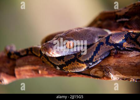 python on branch with brown pattern Stock Photo