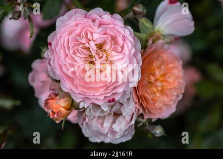 Flower of Ground Cove Rose 'Apricot Drift'