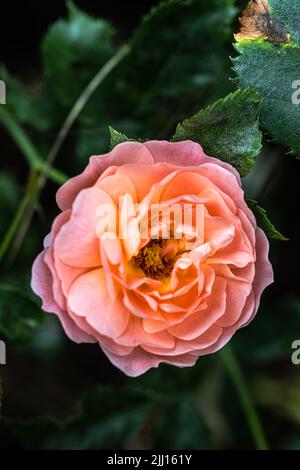 Flower of Ground Cove Rose 'Apricot Drift'