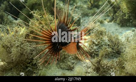 Radial Firefish or Red sea lionfish (Pterois radiata, Pterois cincta) swims above seabed covered with algae. Close-up. Red sea, Egypt Stock Photo