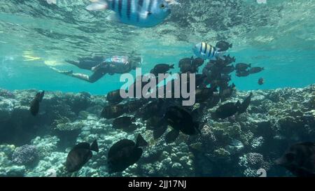Woman in diving equipment swimming on the surface of the water and looks at on shoal of Sailfin Tang fish. Female snorkeler swims underwater and looki Stock Photo