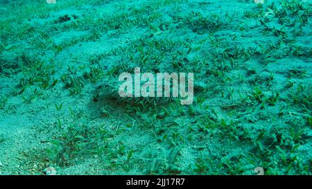 Closeup of the Flounder fish lie on green seagrass. Leopard flounder or Panther flounder (Bothus pantherinus).Red Sea, Egypt Stock Photo