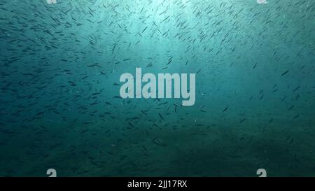 Large school of small fish swims under surface of water in the sun rays on dawn. Red sea, Egypt Stock Photo