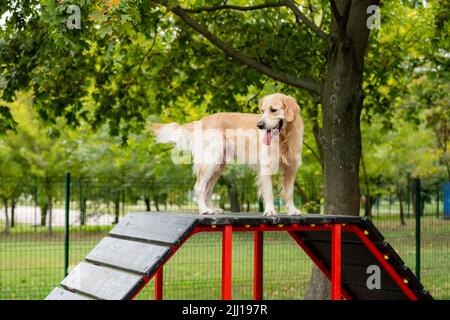 Golden retriever dog exercising Stock Photo