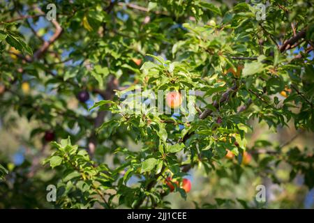 Mirabelle plum tree (Prunus domestica subsp. syriaca) Stock Photo
