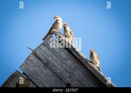 Tree sparrows (Passer montanus) sitting on a barn roof Stock Photo