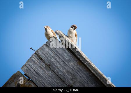 Tree sparrows (Passer montanus) sitting on a barn roof Stock Photo