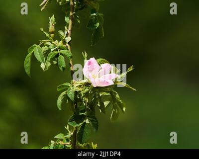A simple, fresh-feeling image of a dog rose in strong sunlight, against a de-focused background of countryside greenery. Stock Photo