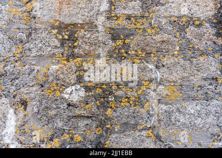 stone wall with old yellow mold growing out of it texture. Stock Photo