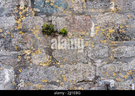 old stone wall with old yellow mold and a green fern growing out of it texture Stock Photo