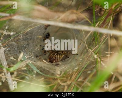 A spider in the undergrowth, in the midst of its intricate web funnel trap and surrounded by its food cache of dead or immobilised insects. Stock Photo