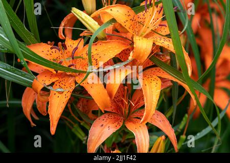 The showy petals of a Peruvian Lily after a rain shower Stock Photo