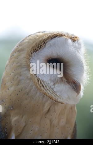 female Barn owl close up Stock Photo