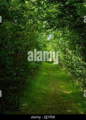 Trees pressing close to form a tunnel over a woodland avenue that extends off in diminishing perspective through dappled shade and sunlight. Stock Photo
